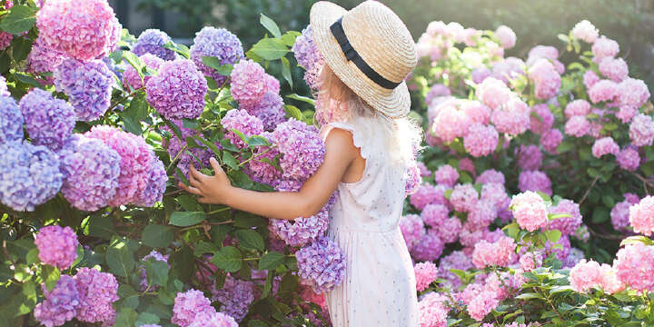 maedchen steht vor hortensien 1000x500